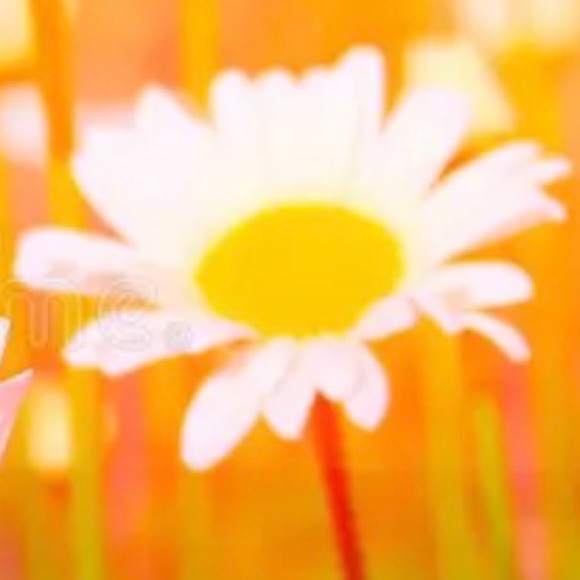 daisysunshine2